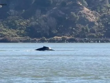 WATCH: Wayward whale sparks excitement in Northern California