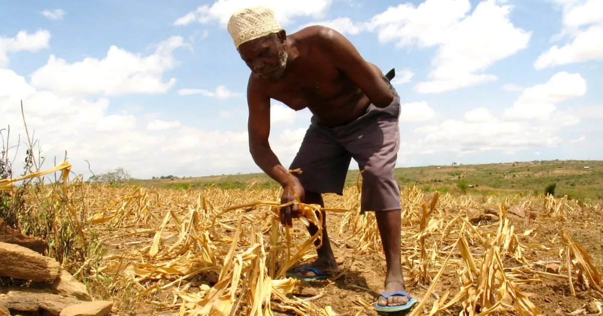 Africa’s Green Revolution threatens traditional foods
