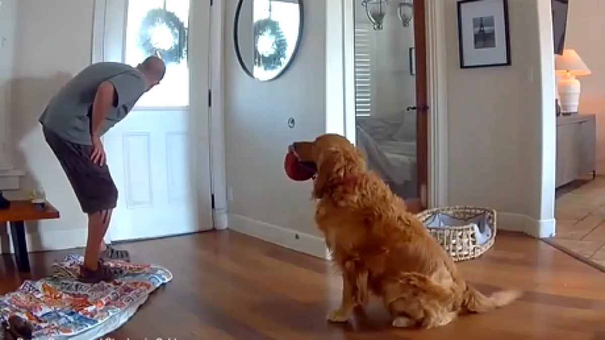 Il cane di casa accoglie l'intruso con un gioco: perché ha agito così anziché cercare di allontanarlo? - Il video