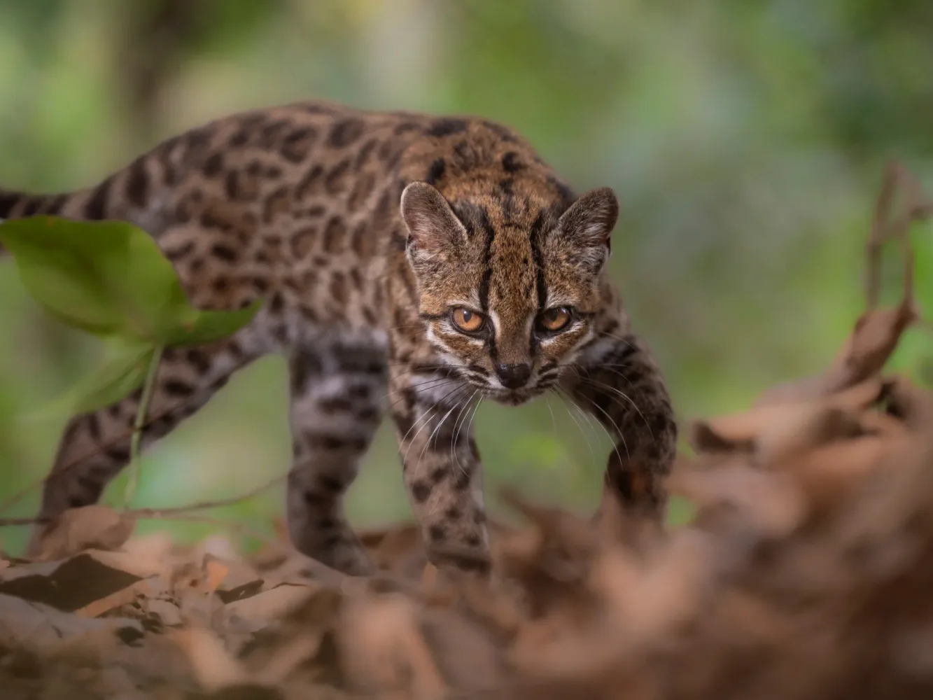 New cat species found, first in more than 100 years