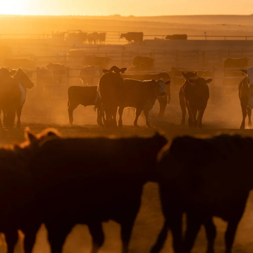 ICE Raids in Beef Country Raise Fears of Higher Prices