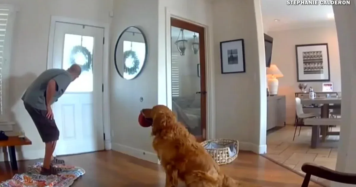 When an intruder invaded a golden retriever's home, he just tried to play
