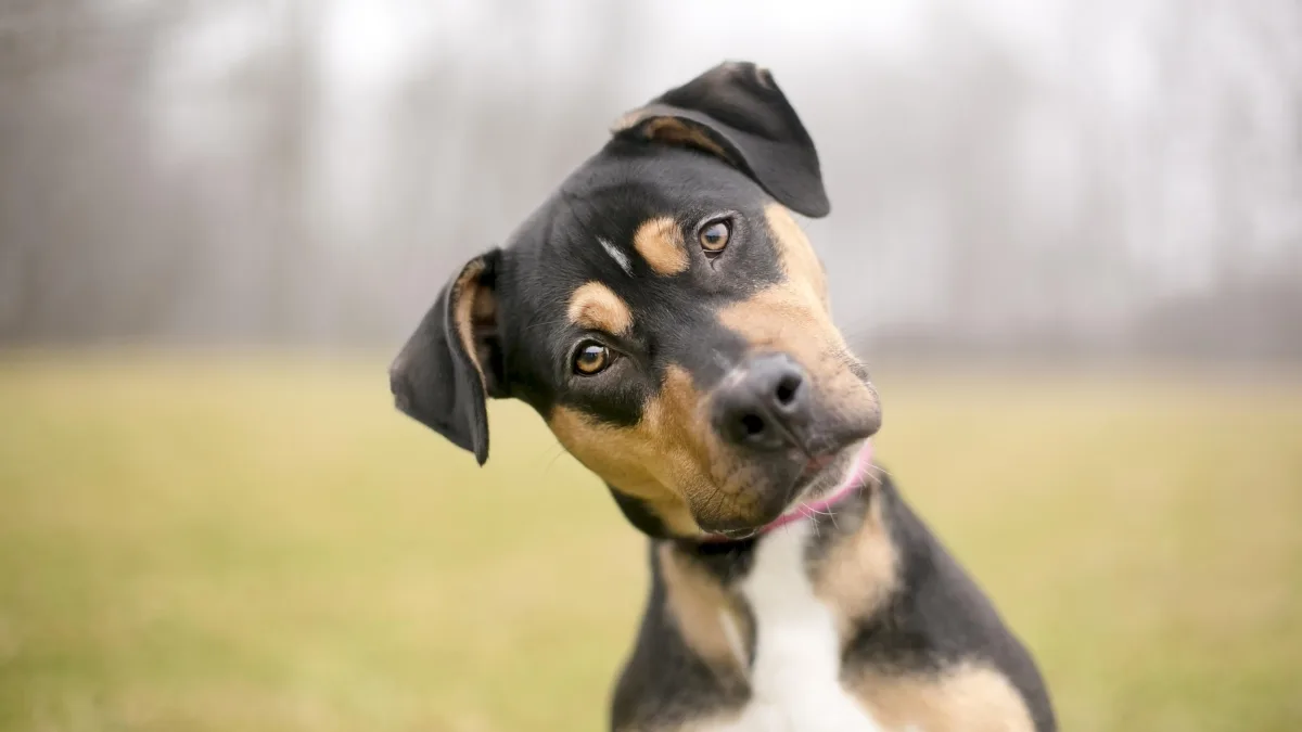 I cani quando ci ascoltano sono più attenti alle consonanti. Ecco perché
