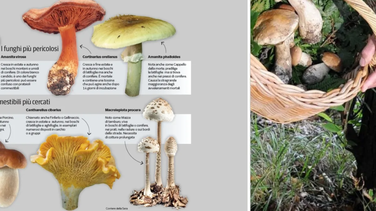 Da Asiago alla Sila, tutti nei boschi per i funghi. Quali i più ambiti? Porcini e finferli (grazie al clima)