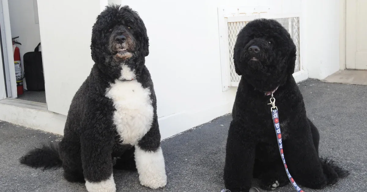 Obamas' dog Sunny dies: "A cherished member of our family"