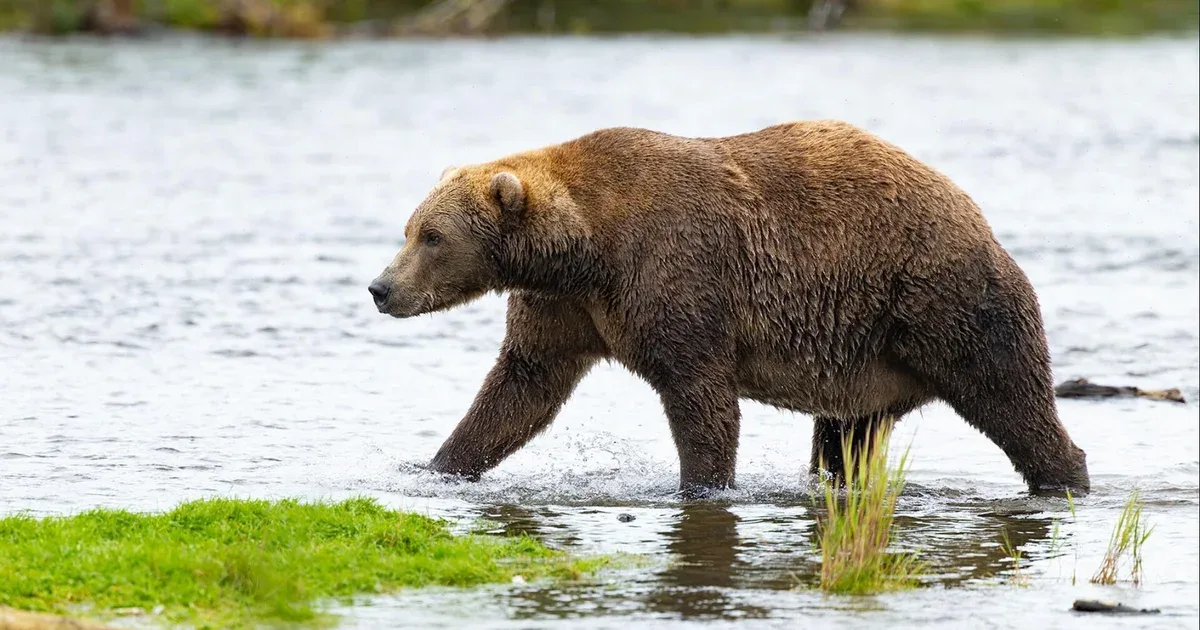 Voting now open for round two of Fat Bear Week after turnout crashes portal